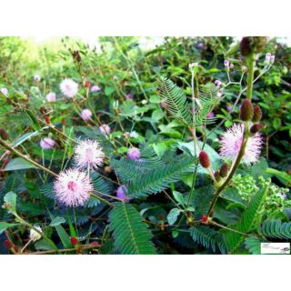 cây cỏ ngươi khô 500g