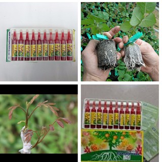 Thuốc giâm ươm cây, chiết cành kích thích cây ra rễ 901 - Hộp 10 ống