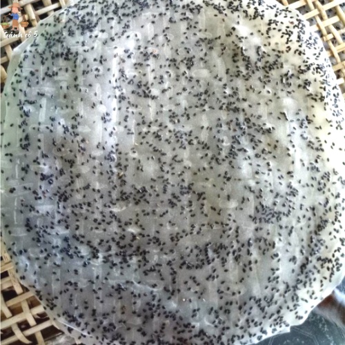 Bánh tráng mè đen nướng| BT nướng mè đen Bình Định|10cái/ràng