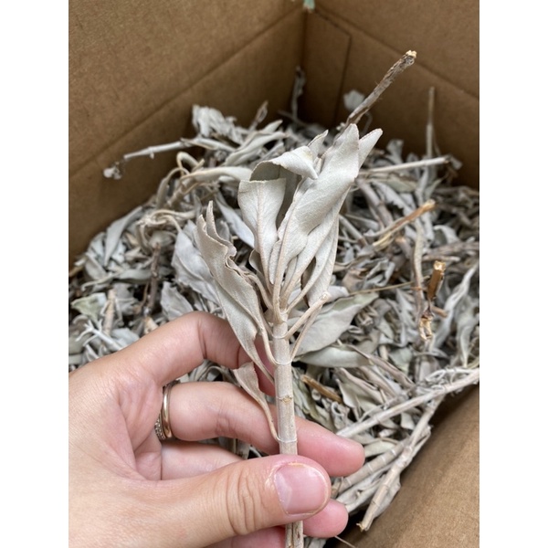 LÁ WHITE SAGE XÔ THƠM đốt xông thanh tẩy Juniper Ridge từ California,Mỹ - White Sage Loose Leaves for Cleansing/ Burning