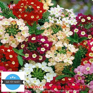 Hạt Giống Hoa Vân Anh (Cúc Indo) 50 Hạt ĐẾN MÙA TRỒNG TẾT