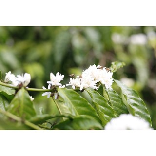 Phấn hoa 500g