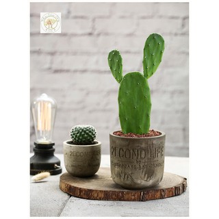 Chậu xi măng 2ECOND LIFE trồng sen đá, xương rồng mini