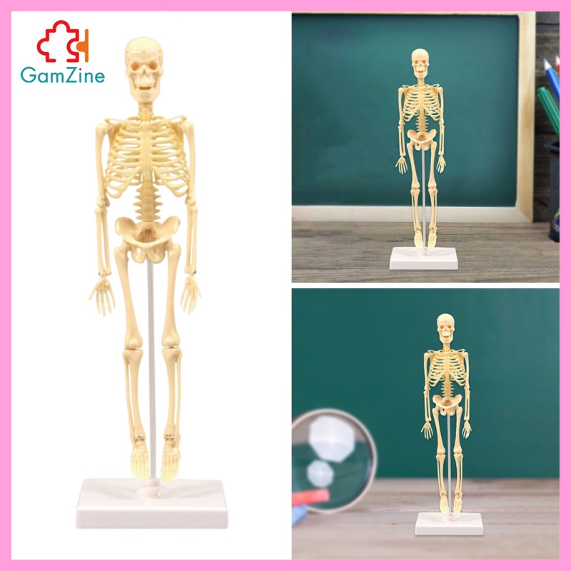 1 Bộ Xương Người Trưng Bày Mô Hình Giải Phẫu Học lzdxwcke2