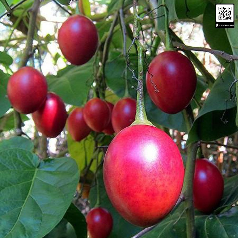 Hạt giống cà chua thân gỗ (cà chua Tamarillo) - Gói 4 hạt