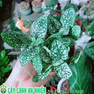 Cẩm Nhung Xanh