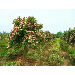 Hoa đại cát(1 bầu cây)