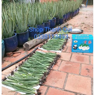Cây Nha Đam Giống Mỹ