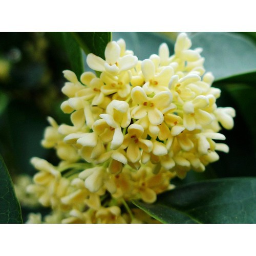 Cây mộc hương, cây mộc,  quế hoa cao 1m