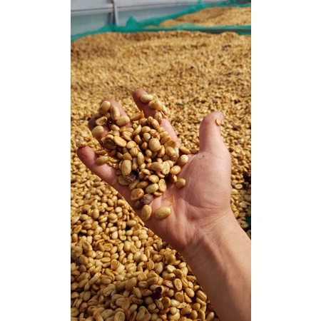 Gói cà phê phin giấy túi lọc_100% ROBUSTA hình mèo dễ thương _Khuê Cà Phê | BigBuy360 - bigbuy360.vn