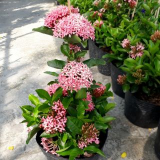 Mẫu đơn tím sen