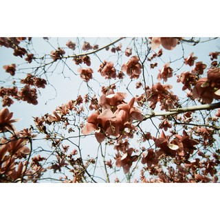 Máy ảnh Lomography Simple Use