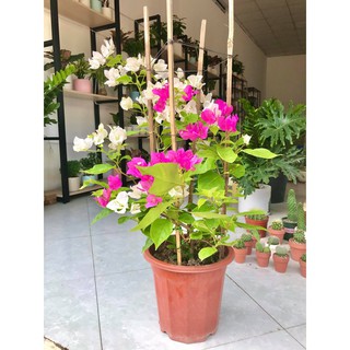 Chậu cây hoa Giấy màu đỏ trắng