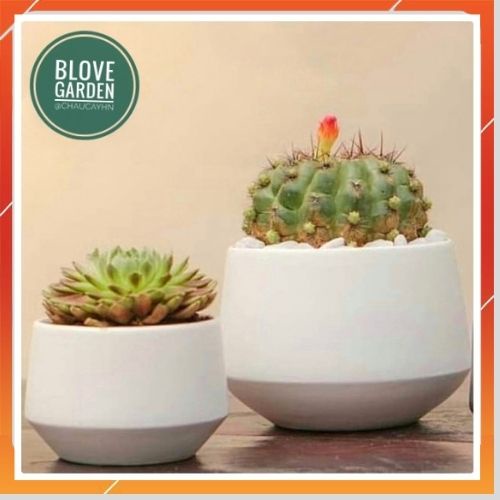 (6x8cm) Chậu kim cương thấp cao 6 cm trồng cây Để Bàn, Cây Nội Thất, Sen Đá, Xương rồng, Cây Bonsai