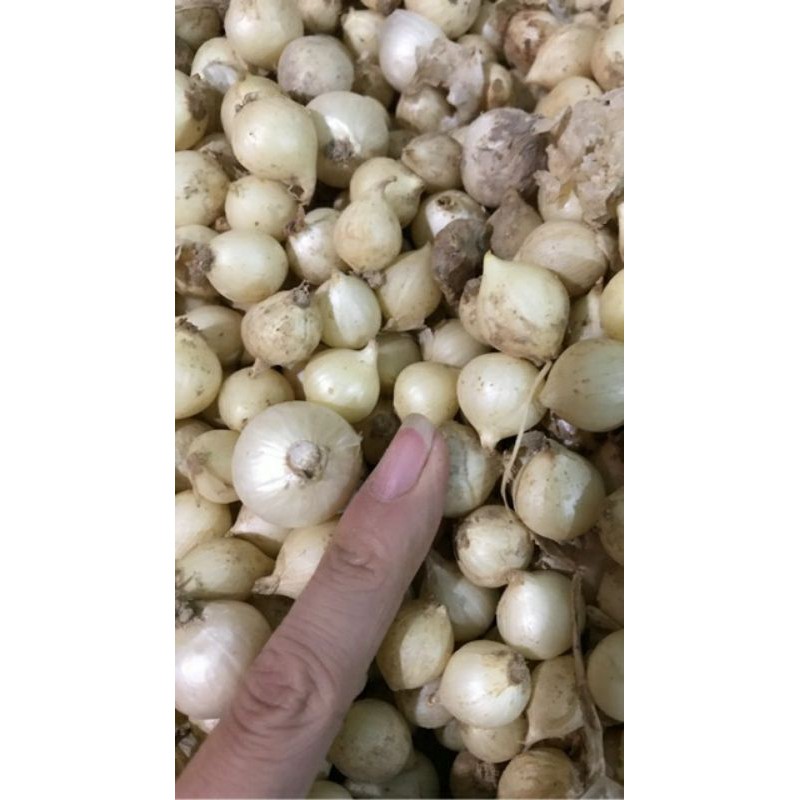 Hành tăm, củ nén ( hành bi, có thể làm giống) Miền Trung tại Hà Nội