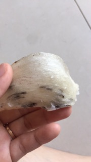 Tổ yến nhà nuôi