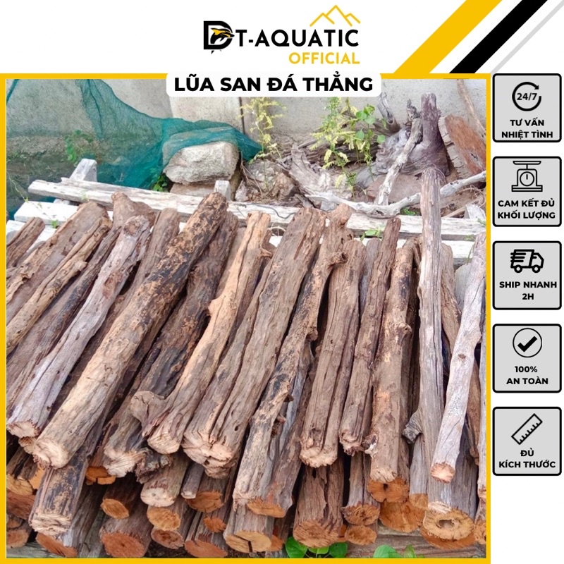 Lũa San Đá Thẳng (1kg) Trang Trí, Setup bể Thuỷ Sinh Phong Cách Rừng