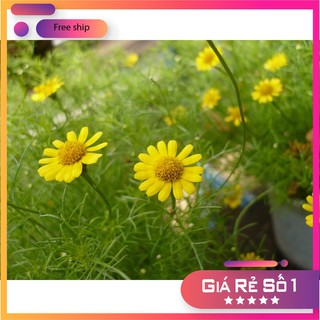 Hạt giống Hoa cúc sao băng đẹp dễ trồng ( gói 50 hạt) LUCKY.VN
