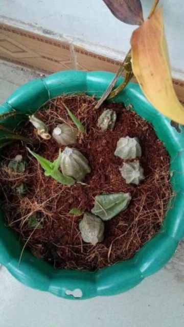 Củ hoa lan bầu rượu