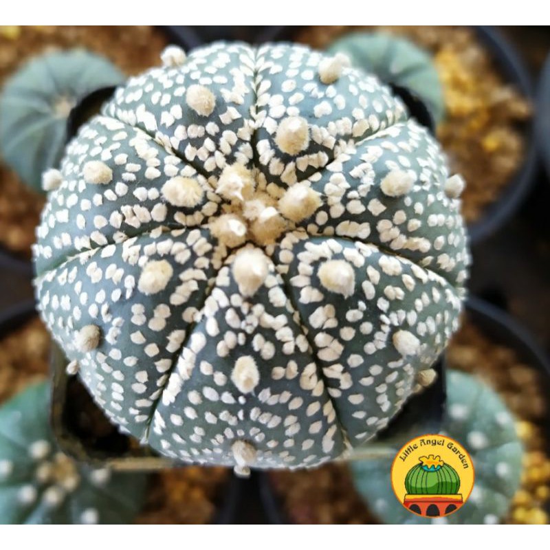 Xương rồng Super kabuto | Astrophytum Asterias Super Kabuto | Xương rồng Aster