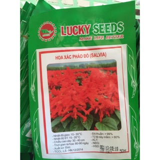 Hạt giống hoa xác pháo đỏ 50 hạt