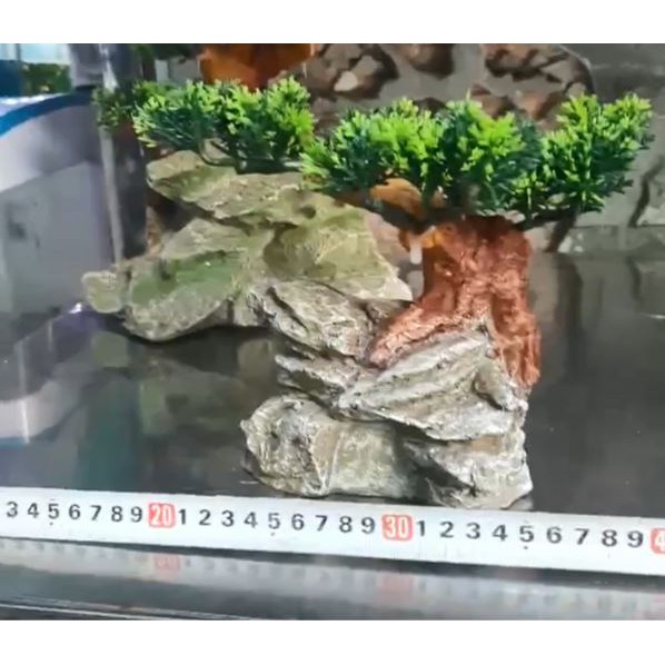Cây nhựa trên vách đá cực đẹp dùng cho bể cá cảnh thủy sinh