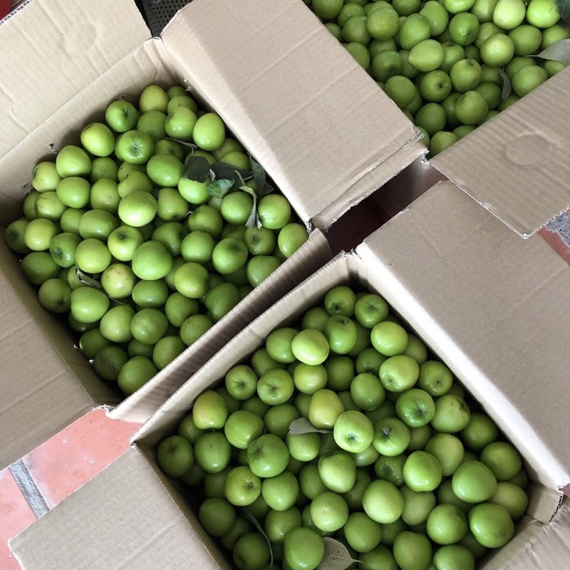 Táo tươi Ninh Thuận