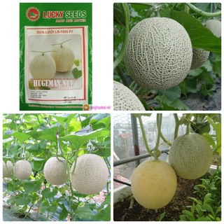 Hạt giống Dưa lưới Siêu ngọt