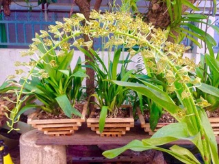 lan hoàng hậu khổng lồ
