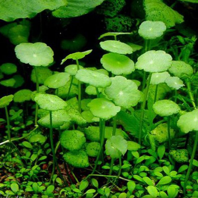 10 Cây thủy sinh sen dù | rau má đồng tiền dễ trồng không cần co2