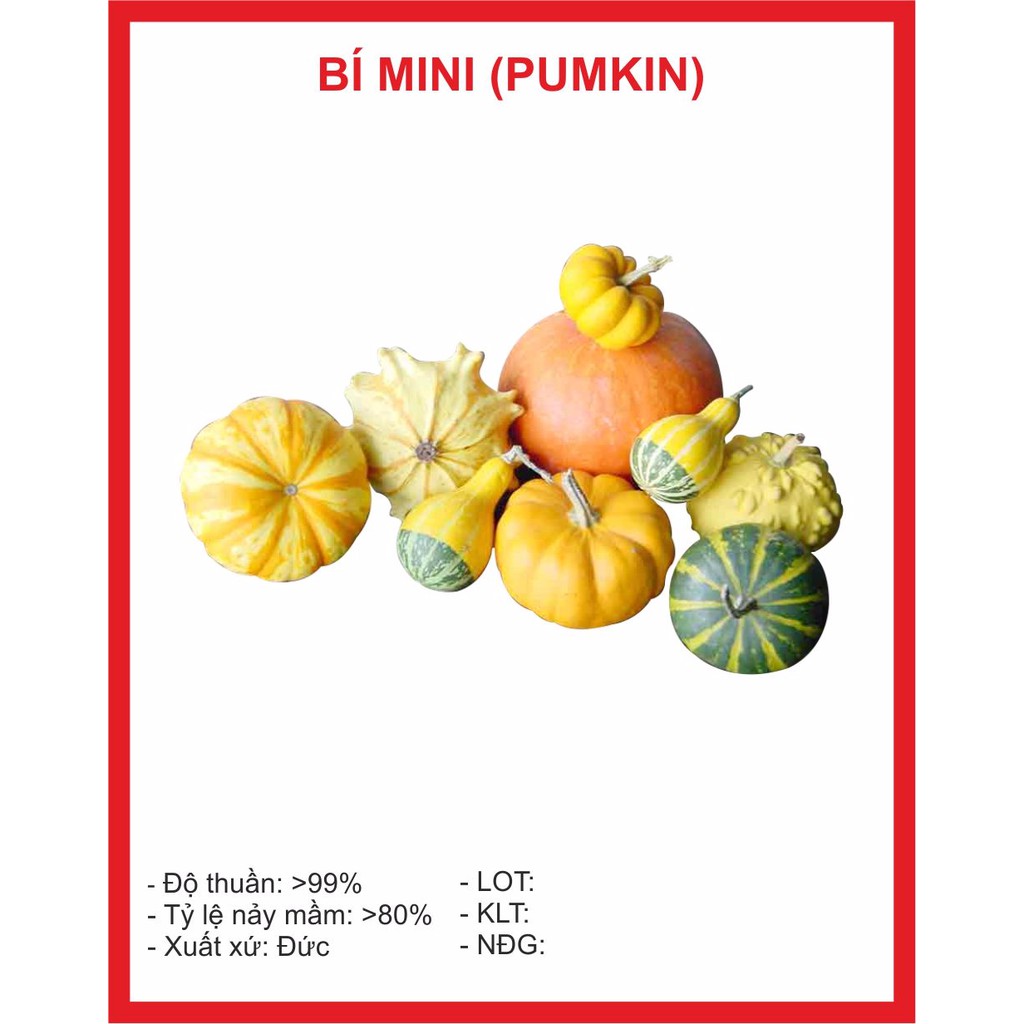 Hạt giống Bí Mini 10 Hạt