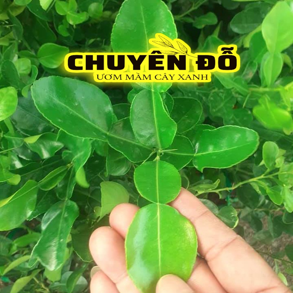 TẶNG, Cây chúc giống, chanh thái, chanh lá số 8, chúc 7 núi 70cm