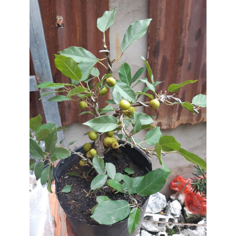 Cây sung bonsai mini siêu trái