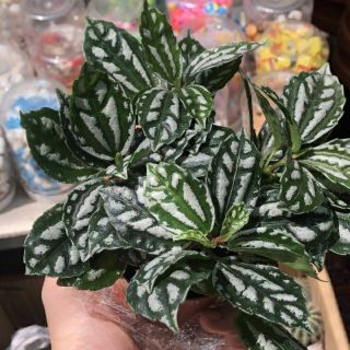 Cây Dưa Hấu Lá Sọc