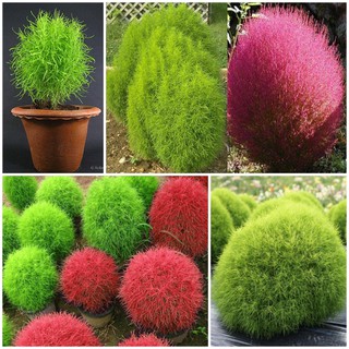 Hạt giống cỏ đổi màu giá rẻ