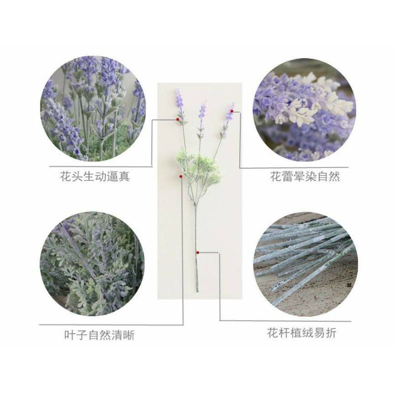 hoa giả - lavender ( oải hương)