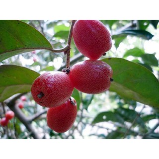 24h - Cây Giống Nhót Ngọt Chất Lượng Cao