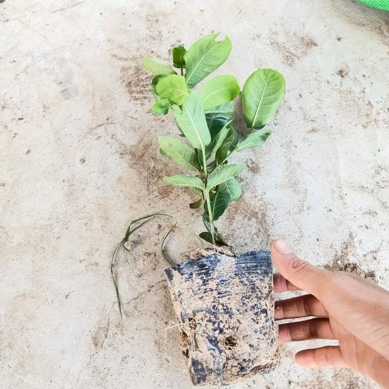 Cây giống mẫu đơn Pháp vàng