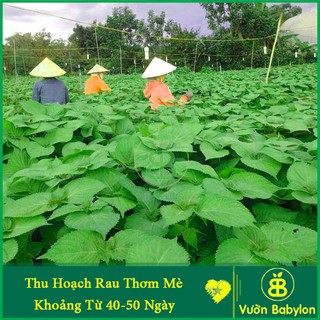 Hạt Giống Rau Thơm Mè Rạng Đông, Lá Mè Vừng Hàn Quốc Dễ Trồng, Thơm Ngon Vuonbabylon - Gói 0.5G
