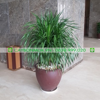 Cây phát tài núi một thân, có lộ thân, cây nội thất văn phòng.