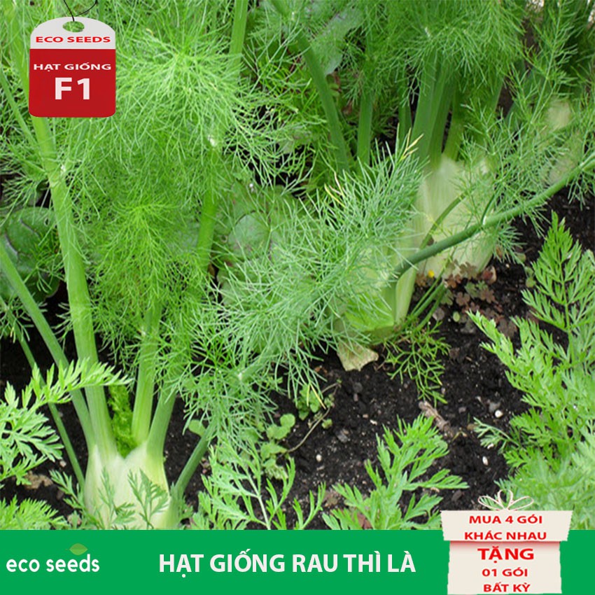 [SALE 50%] Hạt giống Rau Thì Là G3 Eco seeds KLT 20g