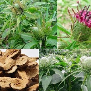 COMBO 20 HẠT GIỐNG BẠCH TRUẬT VAPP