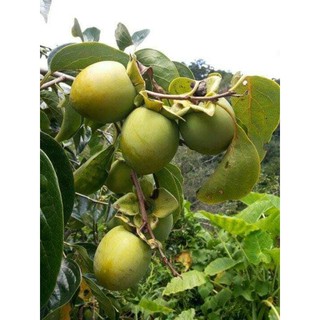 Cây Giống Hồng giòn