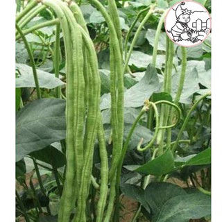 Hạt đậu đũa hạt đen, đậu đũa móng chim - gói 20 gram