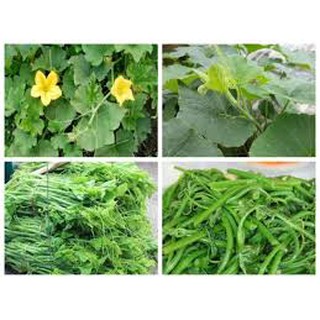Hạt giống bí siêu ngọn mập (20G)