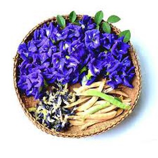 Hạt giống hoa đậu biếc