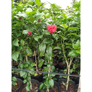 cây bụp thái đỏ hoa kép