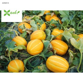Hạt giống cây Dưa lê vàng Hàn Quốc (10 hạt)