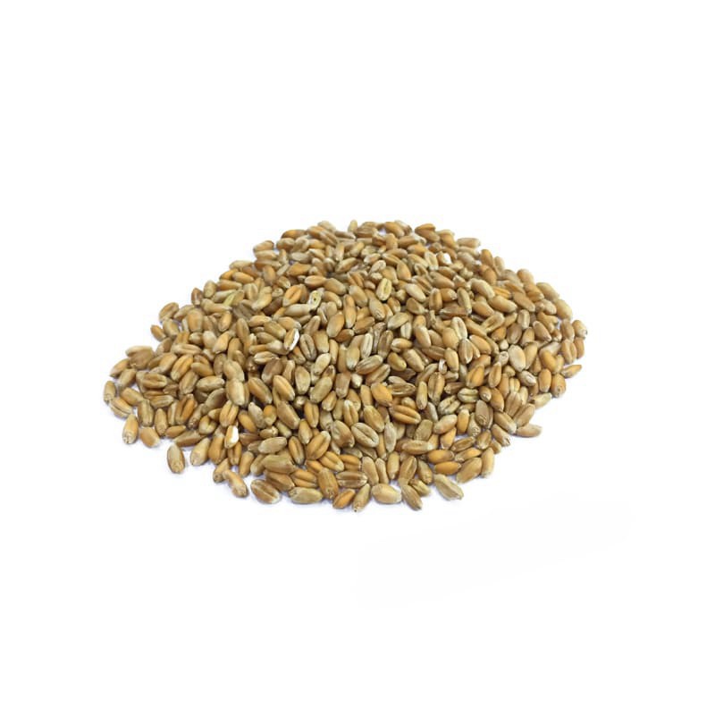Hạt giống cỏ mèo gói 10g catnip, lúa mạch hỗ trợ tiêu búi lông - Long Vũ Pet Food