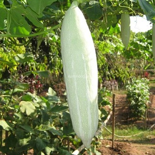 10 HẠT GIỐNG KHỔ QUA TÂY